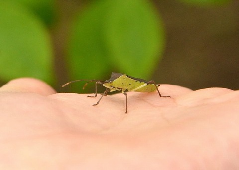 キバラヘリカメムシー180523-芝生広場 (2)