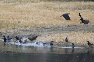 ハシブトガラス_240324_東京港野鳥公園_恩田幸昌_IMG_1163_trim