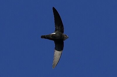 姫雨燕0P4A7742鳥