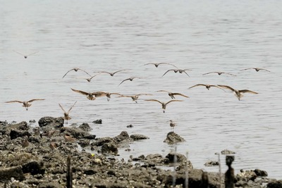 チュウシャクシギ_240625_東京港野鳥公園_前浜干潟_公財日本野鳥の会_レンジャー青木撮影