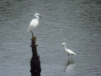 カラシラサギー190723－潮入りの池