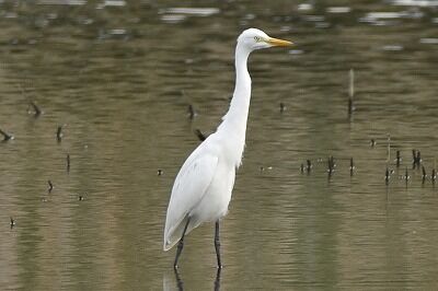 チュウサギ_20200918_東京港野鳥公園_レンジャー撮影