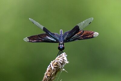 チョウトンボ_200620_自然生態園_2