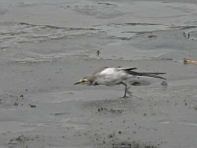 ハクセキ1二階堂