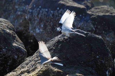 ハクセキレイ_241027_東京港野鳥公園_前浜干潟_公財日本野鳥の会_レンジャー青木撮影