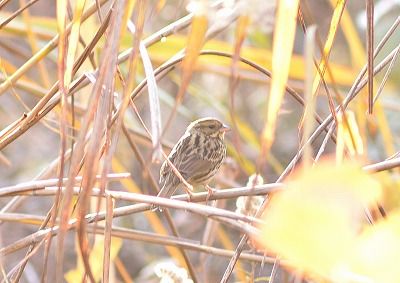 アオジー181227-自然生態園ー長縄 (1)