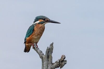 DSC_5025-DeNoiseAI-standard