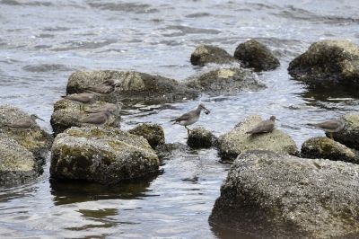 キアシシギ_190727_前浜干潟