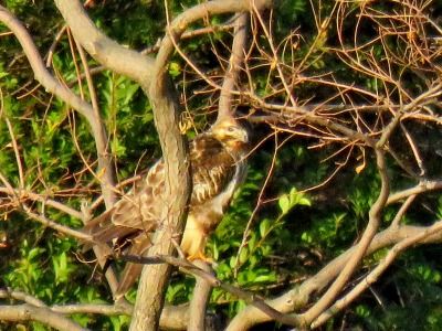 181219_ノスリ_東淡水池_古沢撮影