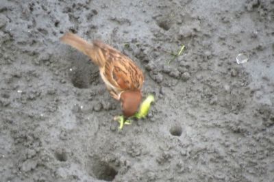 スズメ_190626_潮入りの池