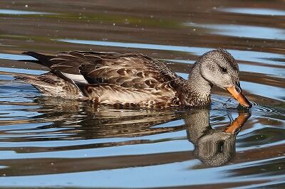 丘葦鴨IMG_1109鳥
