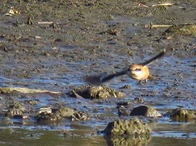 モズー190123－潮入りの池