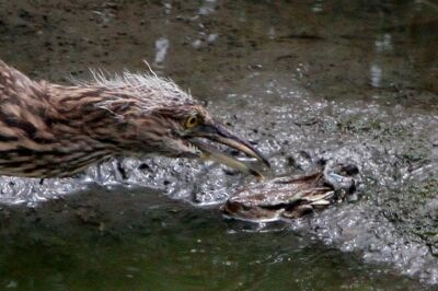 ゴイサギ_230629_東京港野鳥公園_恩田幸昌_MG_2959_trim