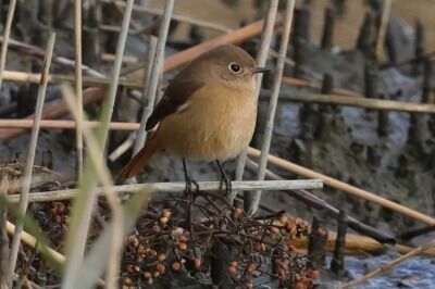 じょうびたき0P4A1199鳥