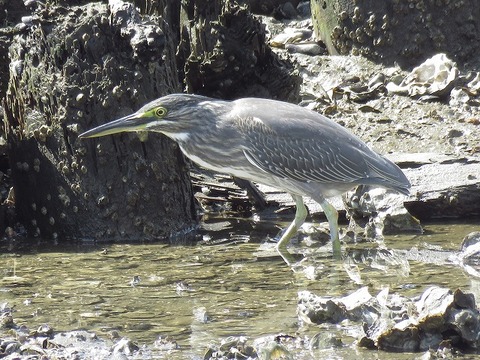 180823_ササゴイ_前浜