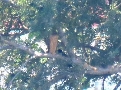 オオタカー190825－潮入りの池