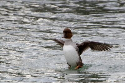 ホオジロガモ_20200125_東京港野鳥公園_恩田幸昌_MG_4560_trim