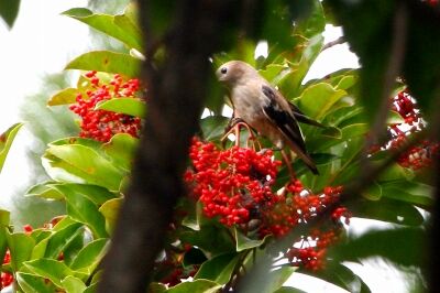 コムクドリ_220823_東京港野鳥公園_恩田幸昌_MG_2493_trim