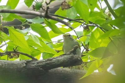 DSC_3574-DeNoiseAI-standard