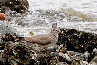 キアシシギ_230720_東京港野鳥公園_恩田幸昌_MG_4326_trim