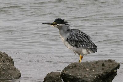 笹五位0P4A5693鳥
