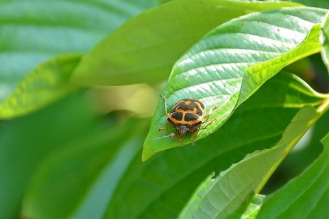 アカスジキンカメムシー180522-東京港野鳥公園西園 (11)