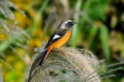 ジョウビタキ(オス)_201029NC横芝生広場周辺_古沢R撮影
