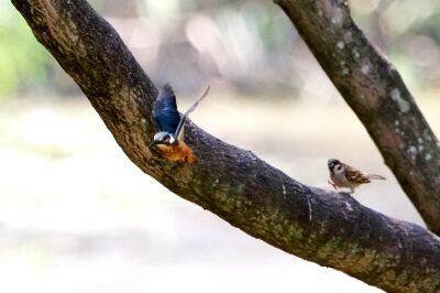 カワセミ_200825_東京港野鳥公園_恩田幸昌_MG_5609_trim