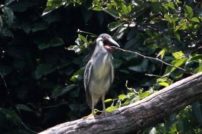 ササゴイ_230527_東京港野鳥公園_恩田幸昌_MG_1125_trim