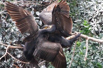 カワウ_231025_東京港野鳥公園_恩田幸昌_MG_9068_trim
