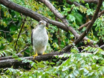 2オオタカー191022-西淡水池