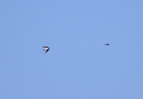 イワツバメー180325－東淡水池ー長縄 (2)