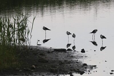 IMG_9183（トリミング）