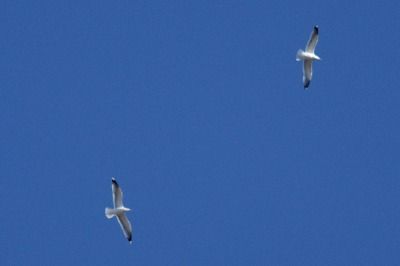 190122_セグロカモメ_イソシギ橋_青木撮影