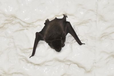 アブラコウモリ_190727_ネイチャーセンター (2)