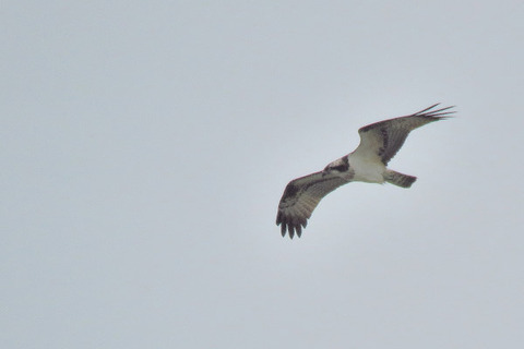 2018.09.26 ミサゴ_02