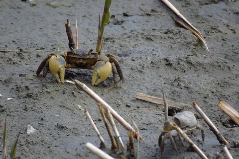20190321_東京港野鳥公園 アシハラガニ(森撮影)