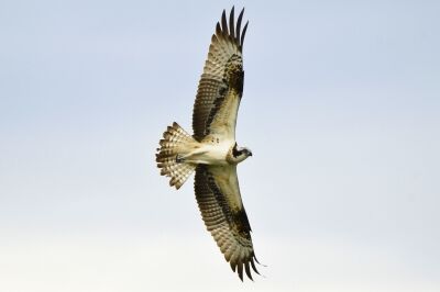 ミサゴ_20200910_東京港野鳥公園_レンジャー撮影