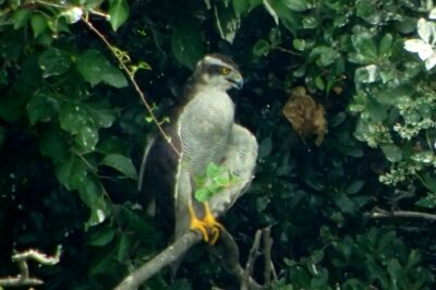 オオタカ_2220823_東京港野鳥公園_恩田幸昌_P8230133_trim