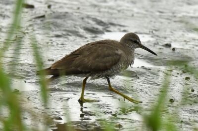 キアシシギ_20200723東京港野鳥公園_レンジャー撮影