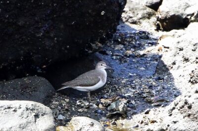 イソシギ_220730_東京港野鳥公園_恩田幸昌_MG_2100_trim
