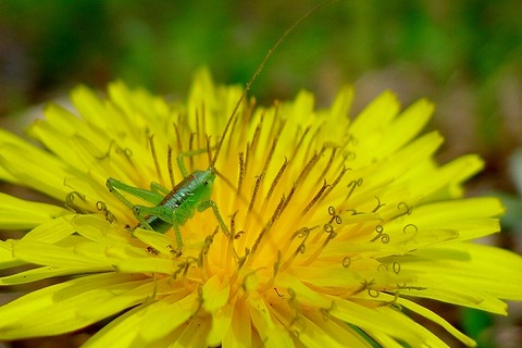 ヤブキリ_180327_東京港野鳥公園_恩田撮影_P1410437_trim