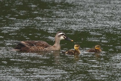 カルガモ_240621_東京港野鳥公園_潮入りの池_公財日本野鳥の会_レンジャー青木撮影