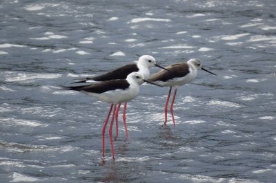 セイタカシギ_190828_潮入りの池 (1)