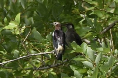 コムクドリ_190726_東淡水池(2)