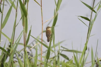 オオヨシキリ_190824_東淡水池
