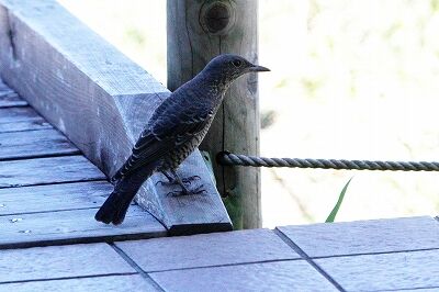 イソヒヨドリ_230825_東京港野鳥公園_恩田幸昌_MG_6160_trim