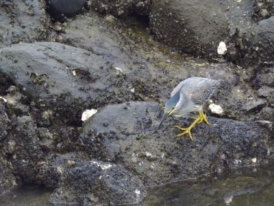 ササゴイ_採餌_190630_前浜干潟
