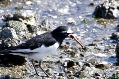セグロセキレイ_221027_東京港野鳥公園_恩田幸昌_MG_4890_trim