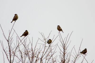 カワラヒワ_240120_東京港野鳥公園_恩田幸昌_IMG_9846_trim